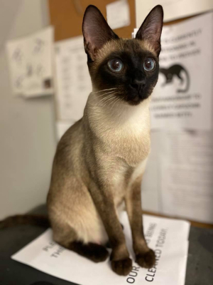 A Siamese cat sits on top of papers in an office. 