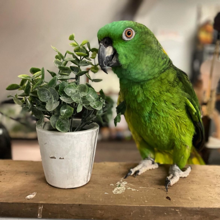 A green parrot stands on a shelf next to a potted plant the same size as him.