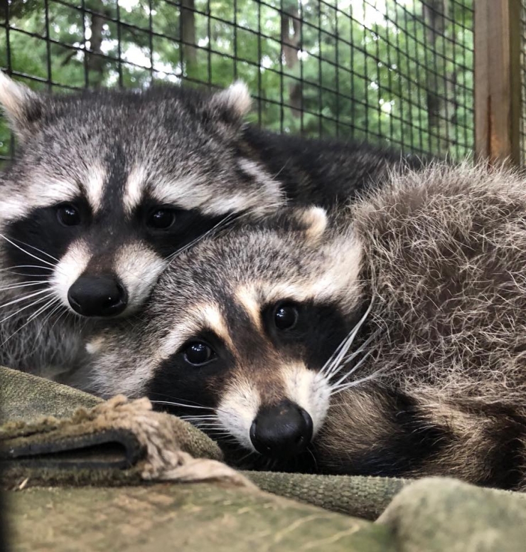 Two raccoons snuggle together, looking at the camera. 