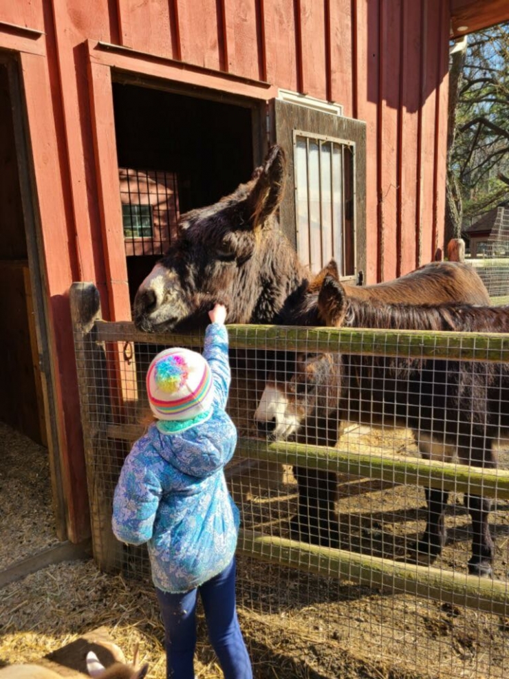 4 year-old child in a blue and pink winter coat and multi-colored hat reaches above a wooden fence to touch a large, brown Poitou donkey. A second donkey is standing to the right of the other donkey.